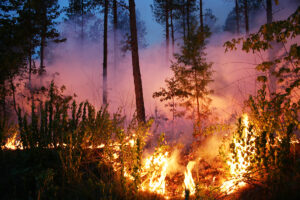 Learn about Wildland and Prescribed Fire