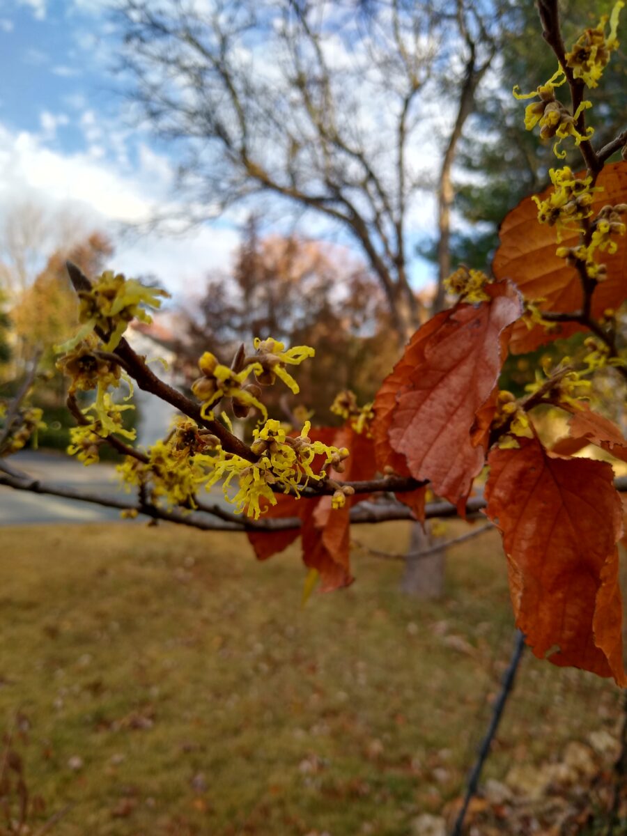 Fall Foliage in Virginia
