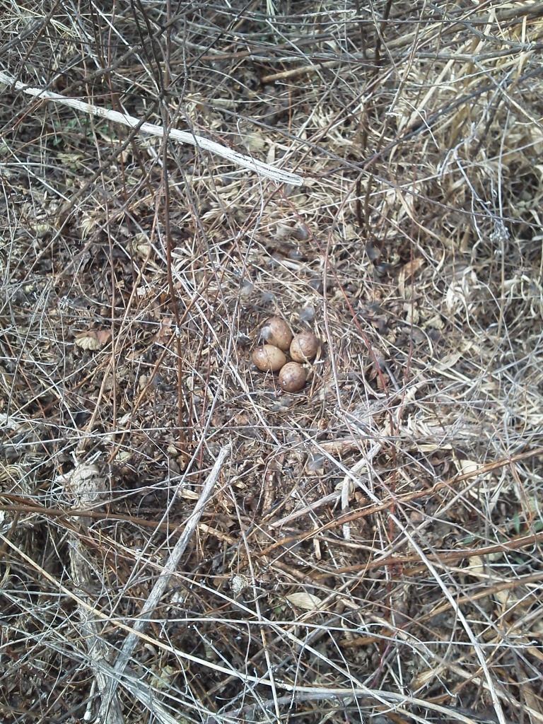 woodcock nest