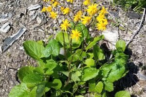 Field Notes: What’s in the Woods Today?   May 9, 2018